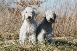 BEDLINGTON TERRIER 143